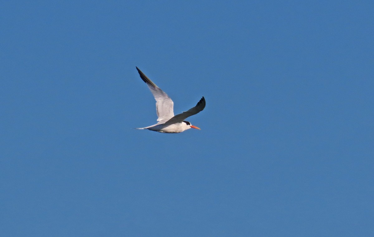 Elegant Tern - ML641498739