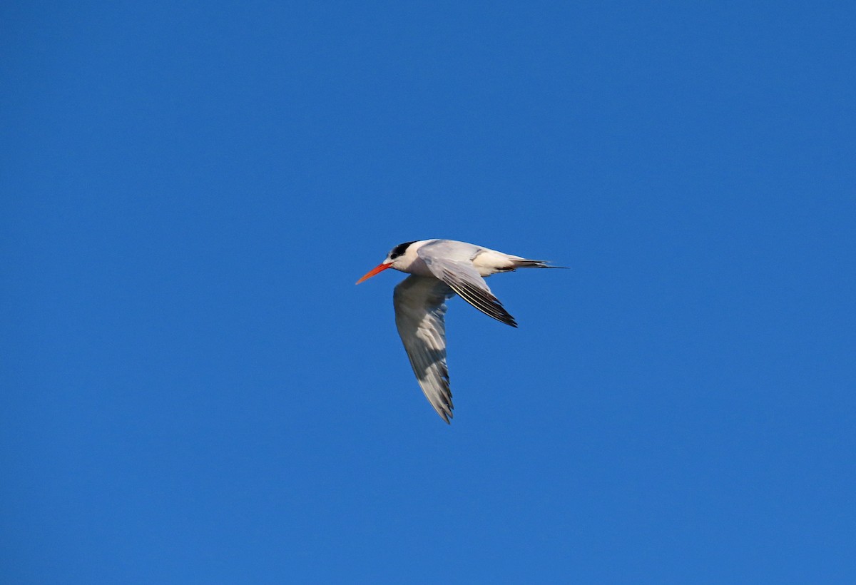 Elegant Tern - ML641498740