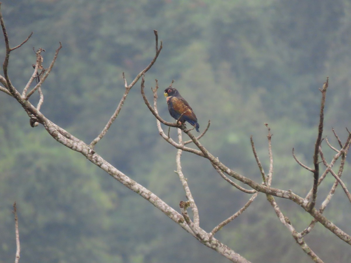 Bronze-winged Parrot - ML641498774