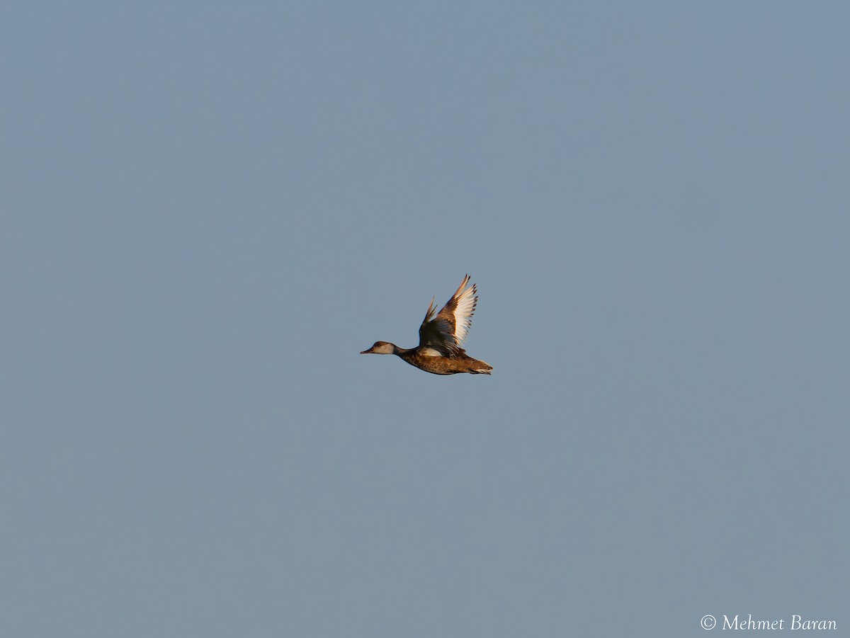 Red-crested Pochard - ML641498780
