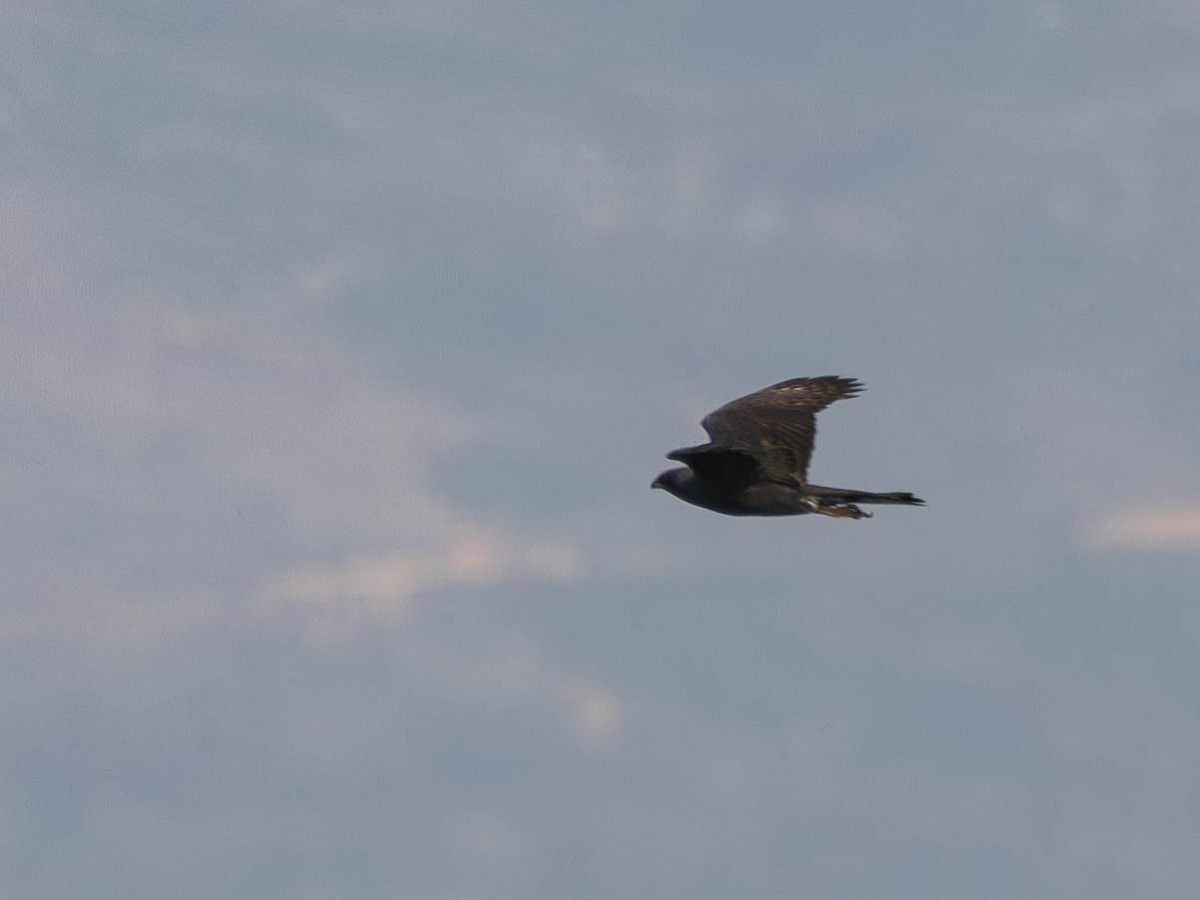 Black Goshawk - ML641498846
