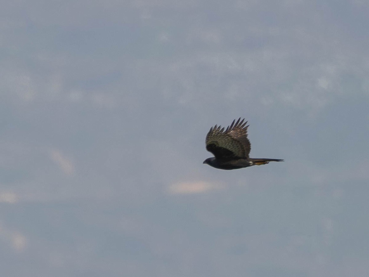Black Goshawk - ML641498847