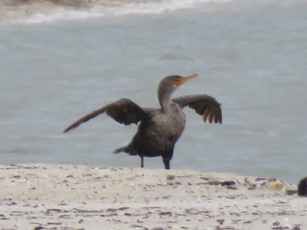 Double-crested Cormorant - ML641498862
