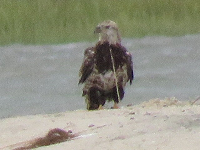 Bald Eagle - ML641498869
