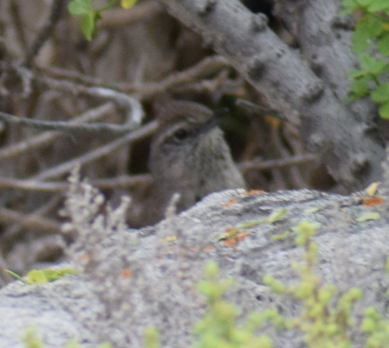 Dusky-tailed Canastero - ML641498892