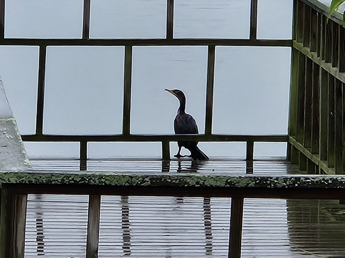 Double-crested Cormorant - ML641498941