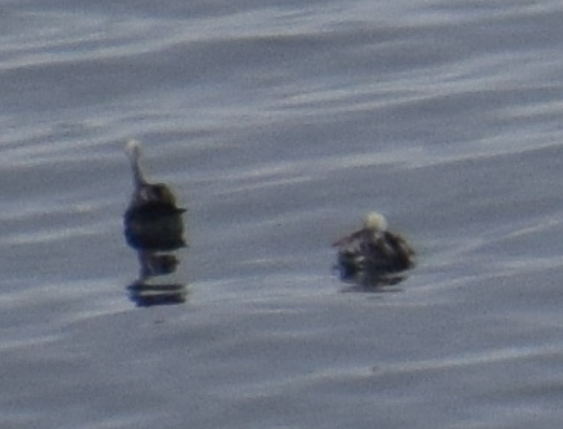 Peruvian Pelican - ML641498950