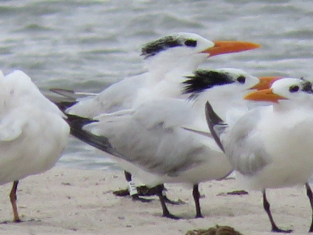 Royal Tern - ML641498957