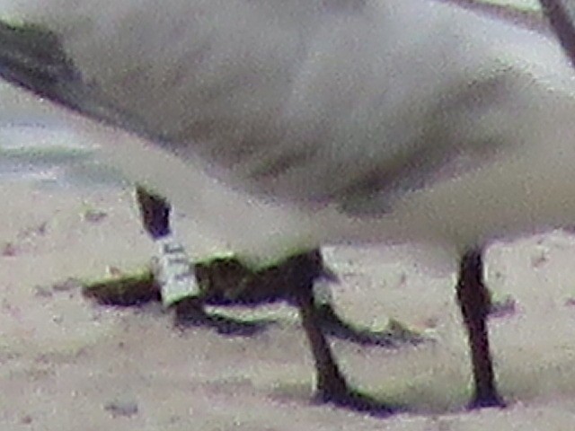 Royal Tern - ML641498959