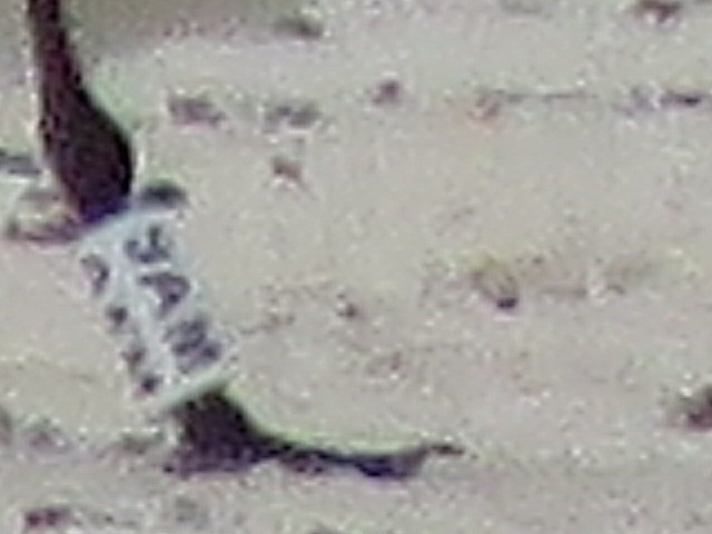 Royal Tern - ML641498960