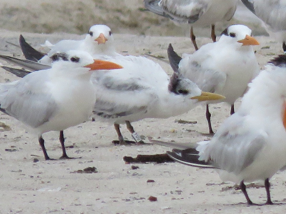 Royal Tern - ML641498962