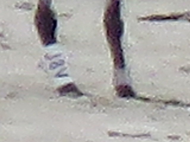 Royal Tern - ML641498966