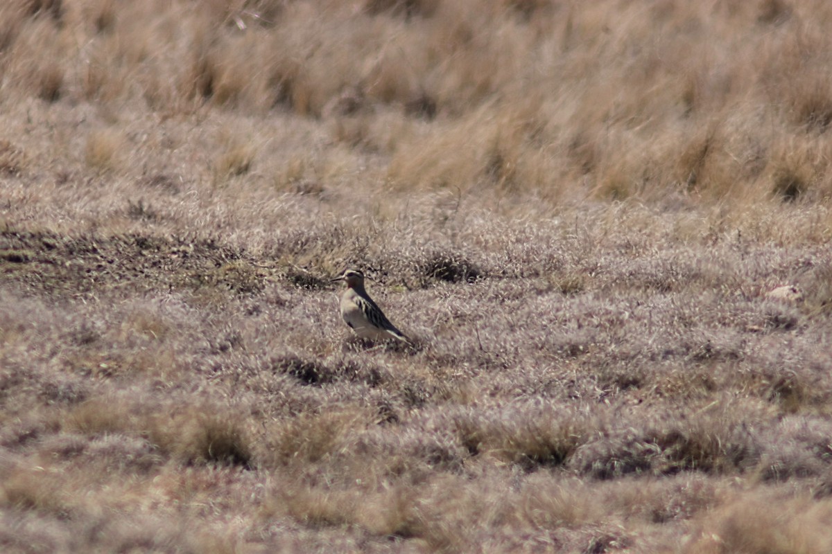Tawny-throated Dotterel - ML641498973