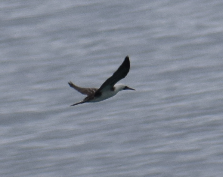 Peruvian Booby - ML641499004