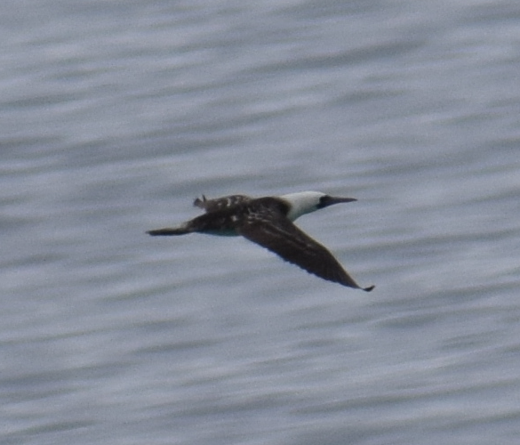 Peruvian Booby - ML641499005