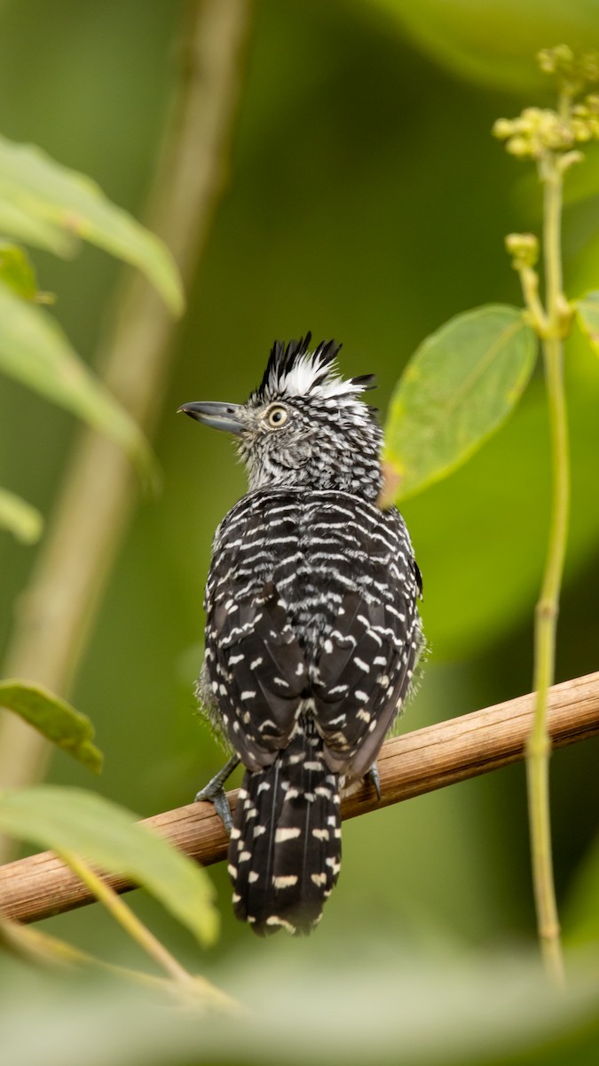 Barred Antshrike - ML641499027