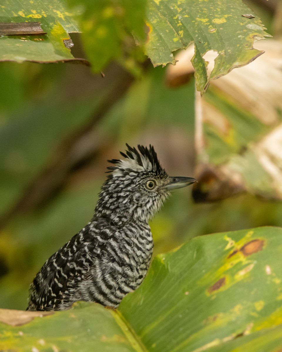 Barred Antshrike - ML641499028