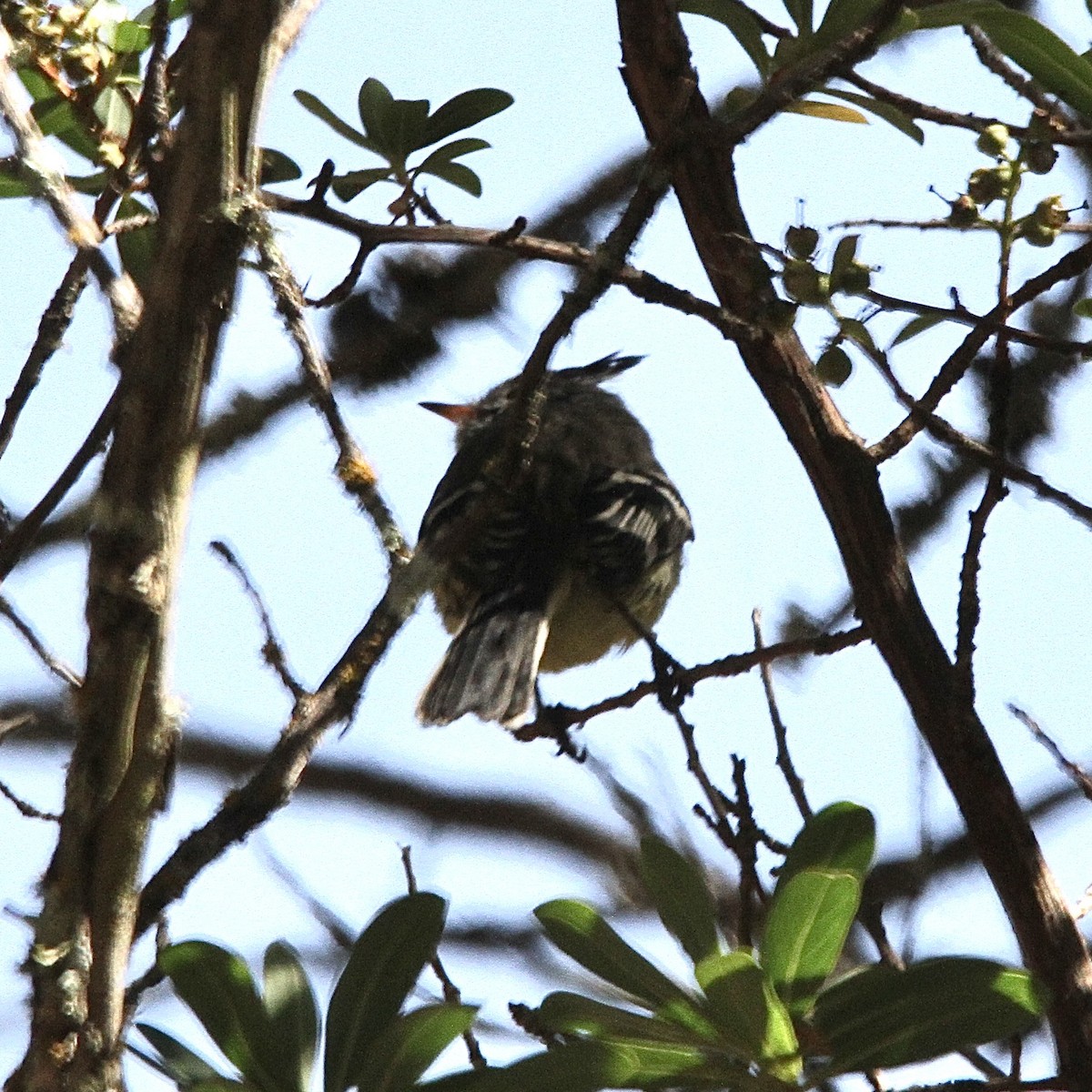 Yellow-billed Tit-Tyrant - ML641499033