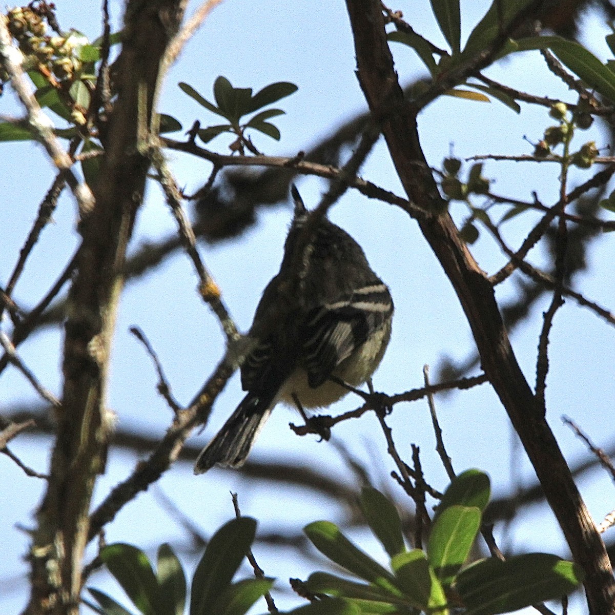 Yellow-billed Tit-Tyrant - ML641499034