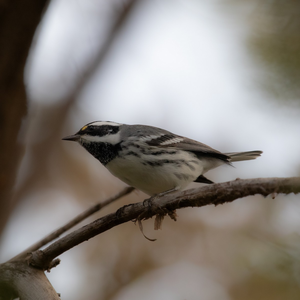 Black-throated Gray Warbler - ML641499061