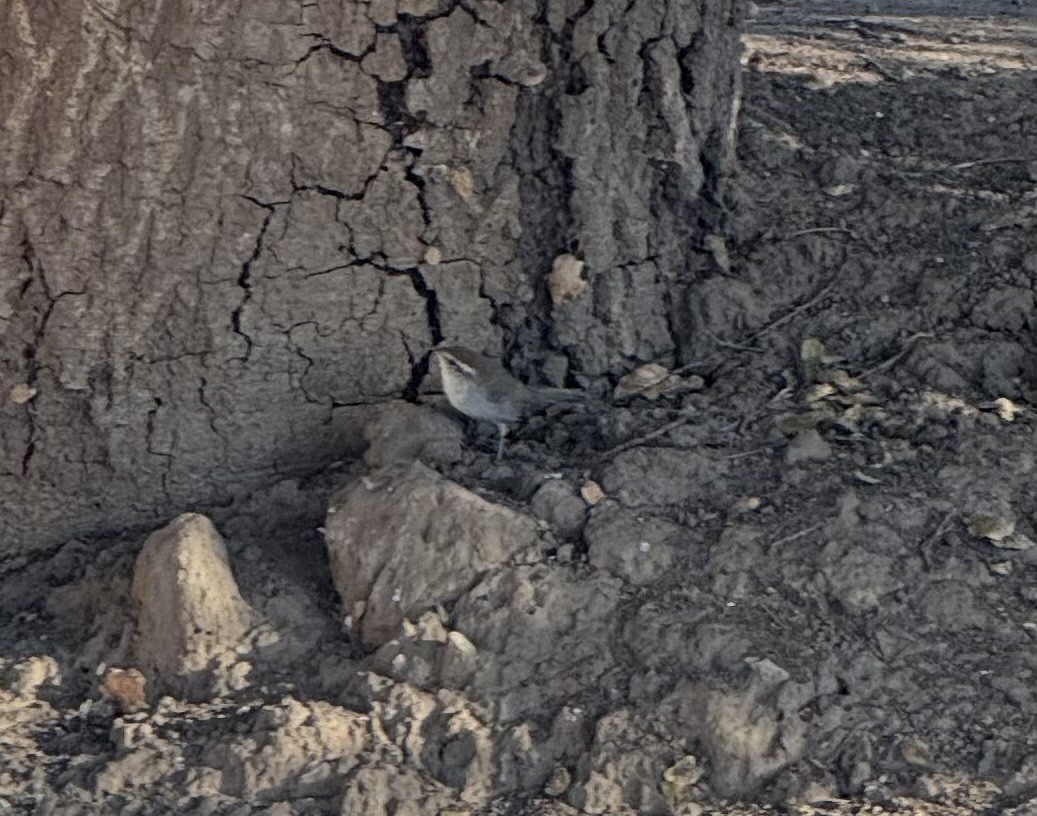 Bewick's Wren - ML641499090