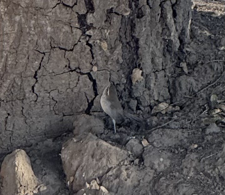 Bewick's Wren - ML641499096