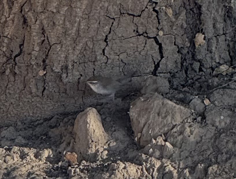 Bewick's Wren - ML641499100