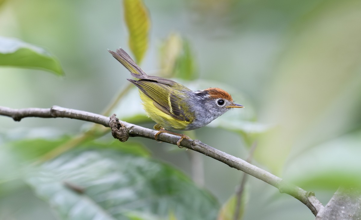 Chestnut-crowned Warbler - ML641499101