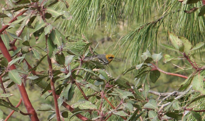 Olive Warbler - ML641499102