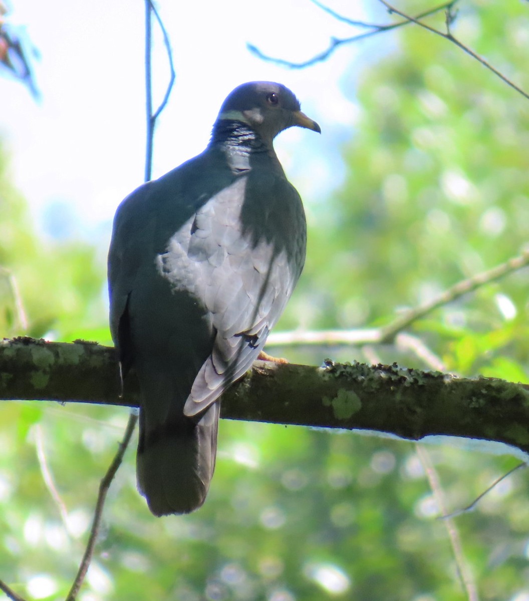 Band-tailed Pigeon - ML641499105