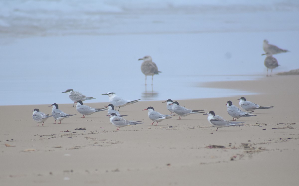 Common Tern - ML641499110