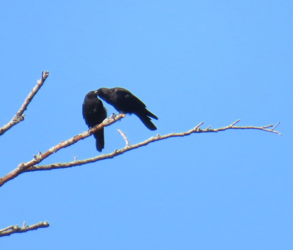 Brown-headed Cowbird - ML641499112