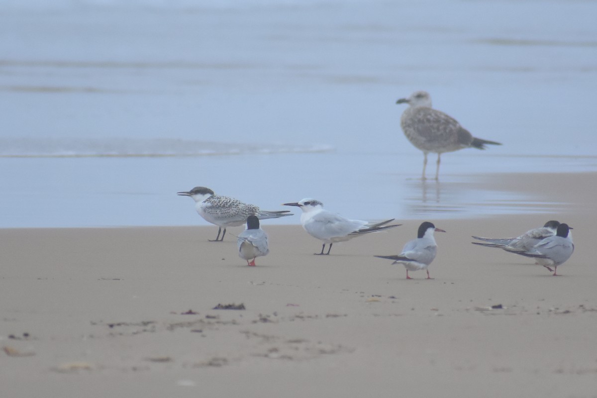 Sandwich Tern - ML641499115