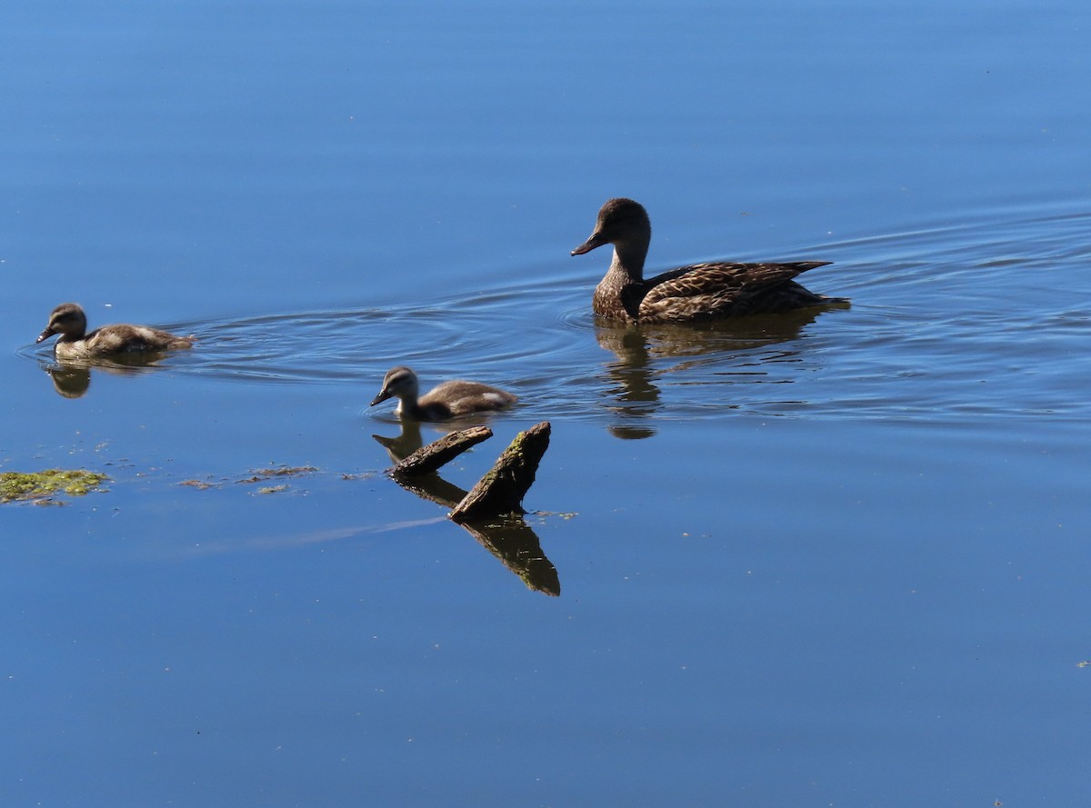 Gadwall - ML641499127