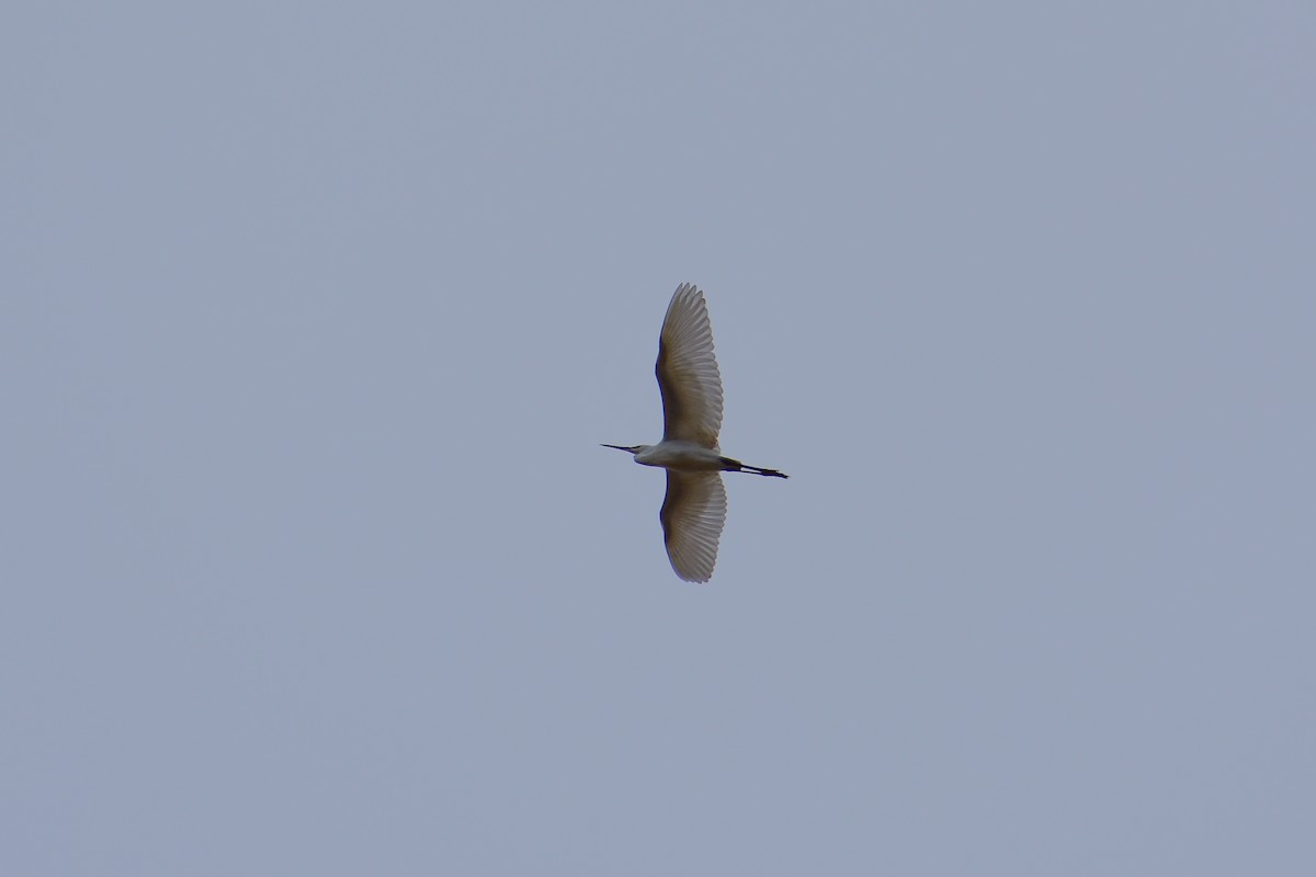 Little Egret - ML641499157