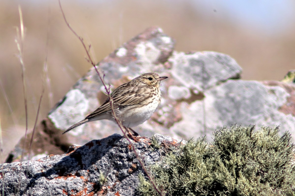 Short-billed Pipit - ML641499167