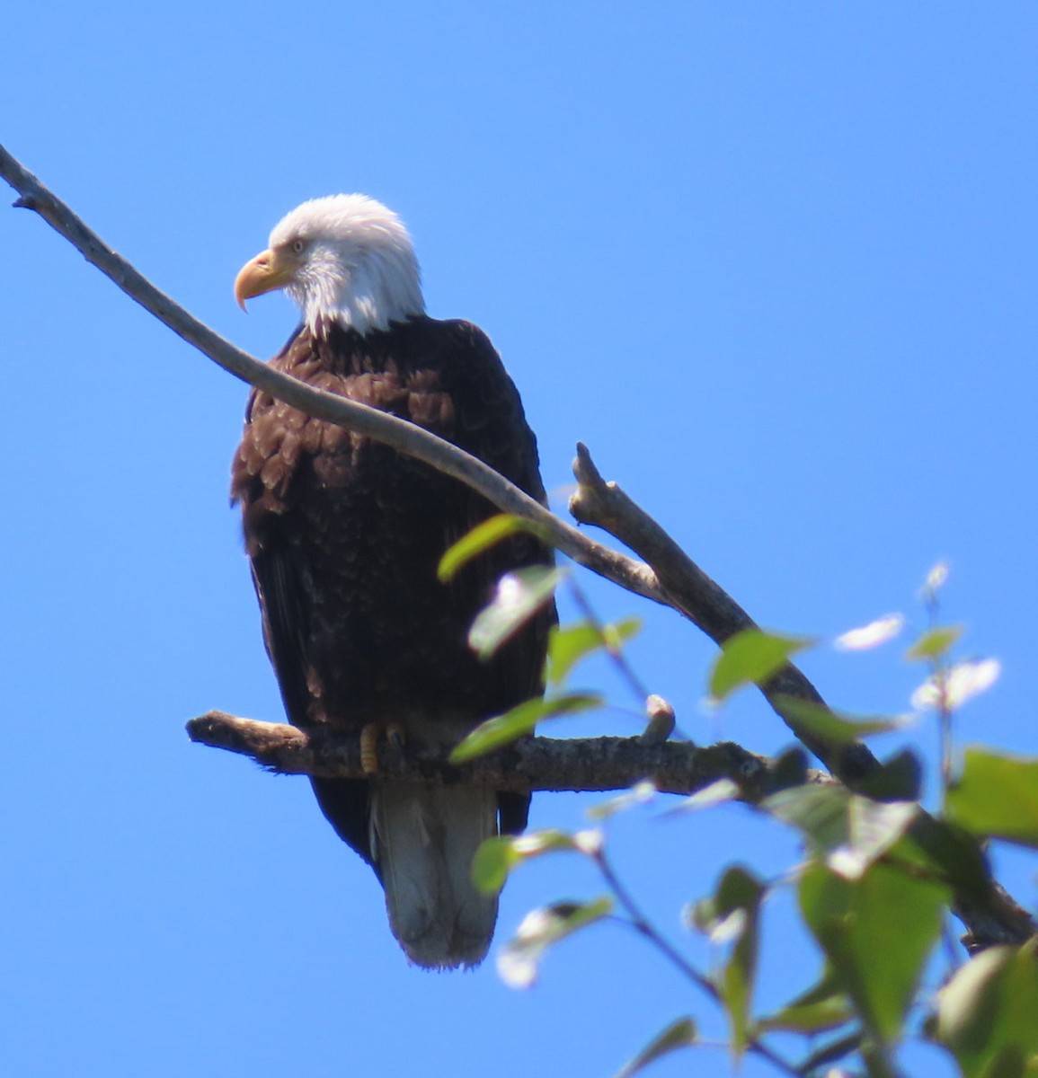 Bald Eagle - ML641499168