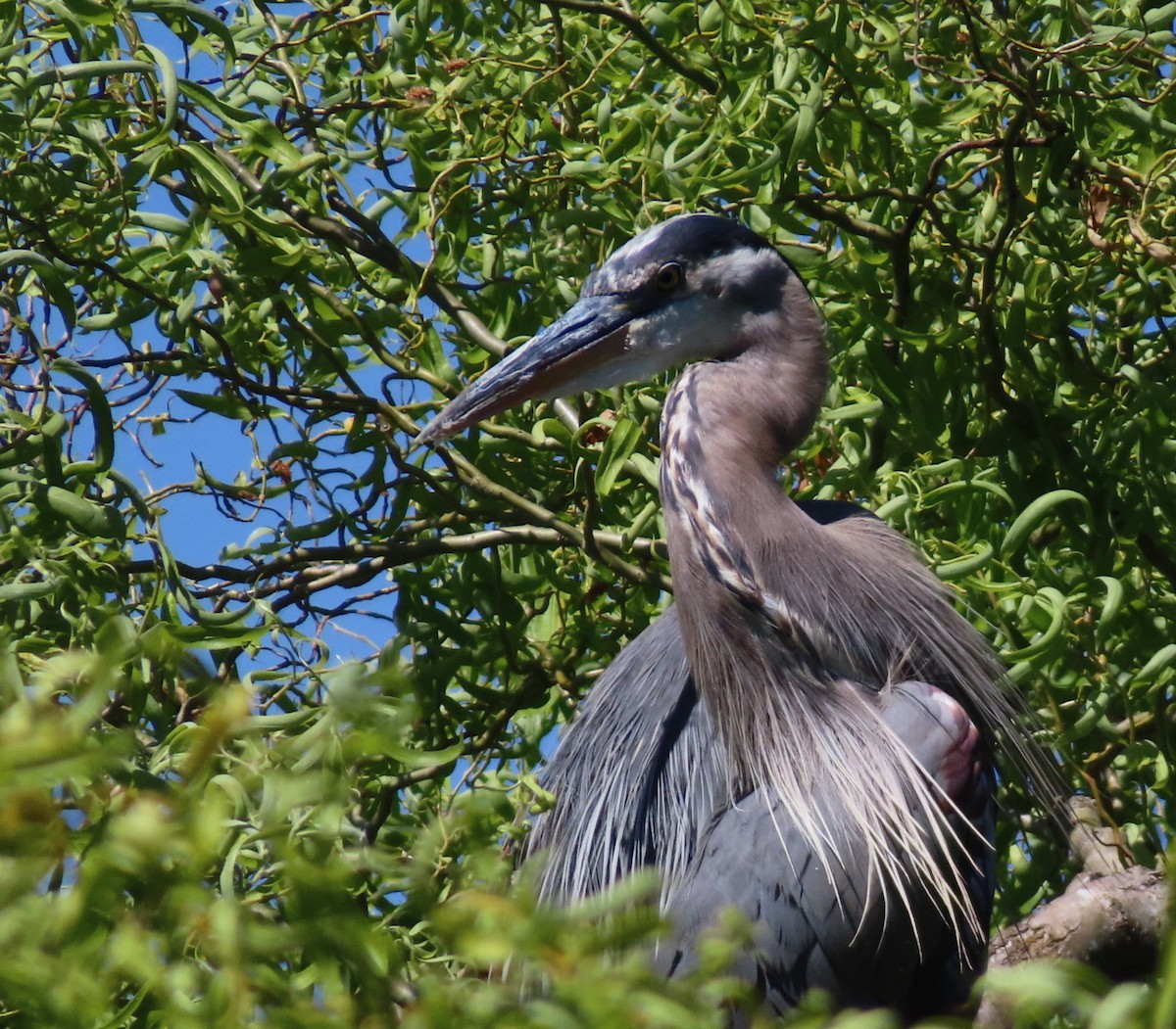Great Blue Heron (Great Blue) - ML641499178