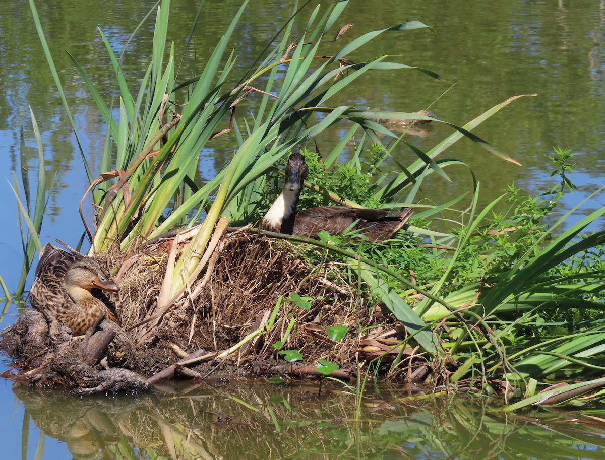 Mallard (Domestic type) - ML641499190