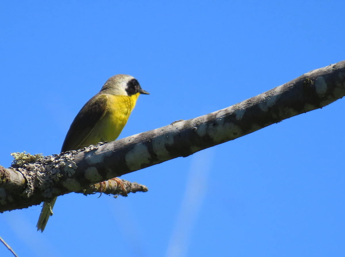 Common Yellowthroat - ML641499216