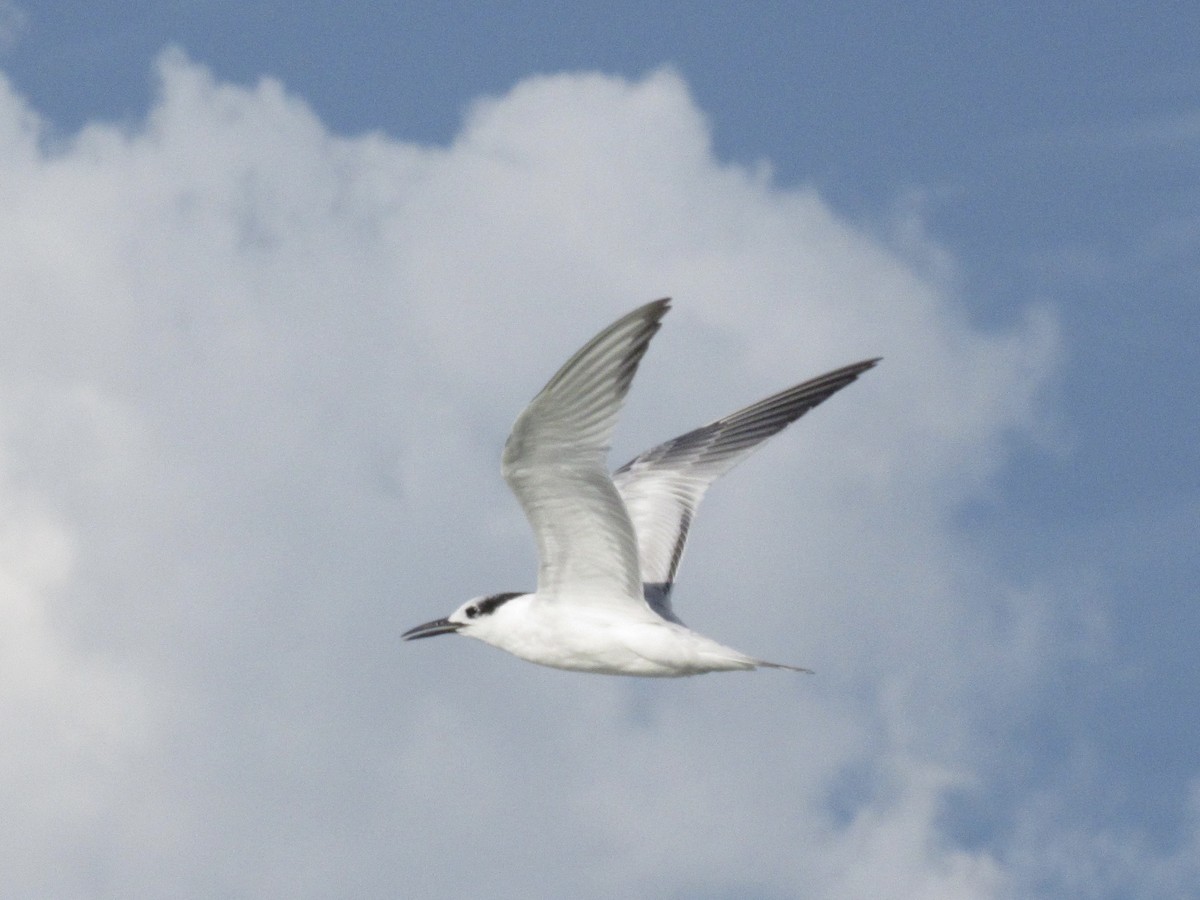 Sandwich Tern - ML641499217