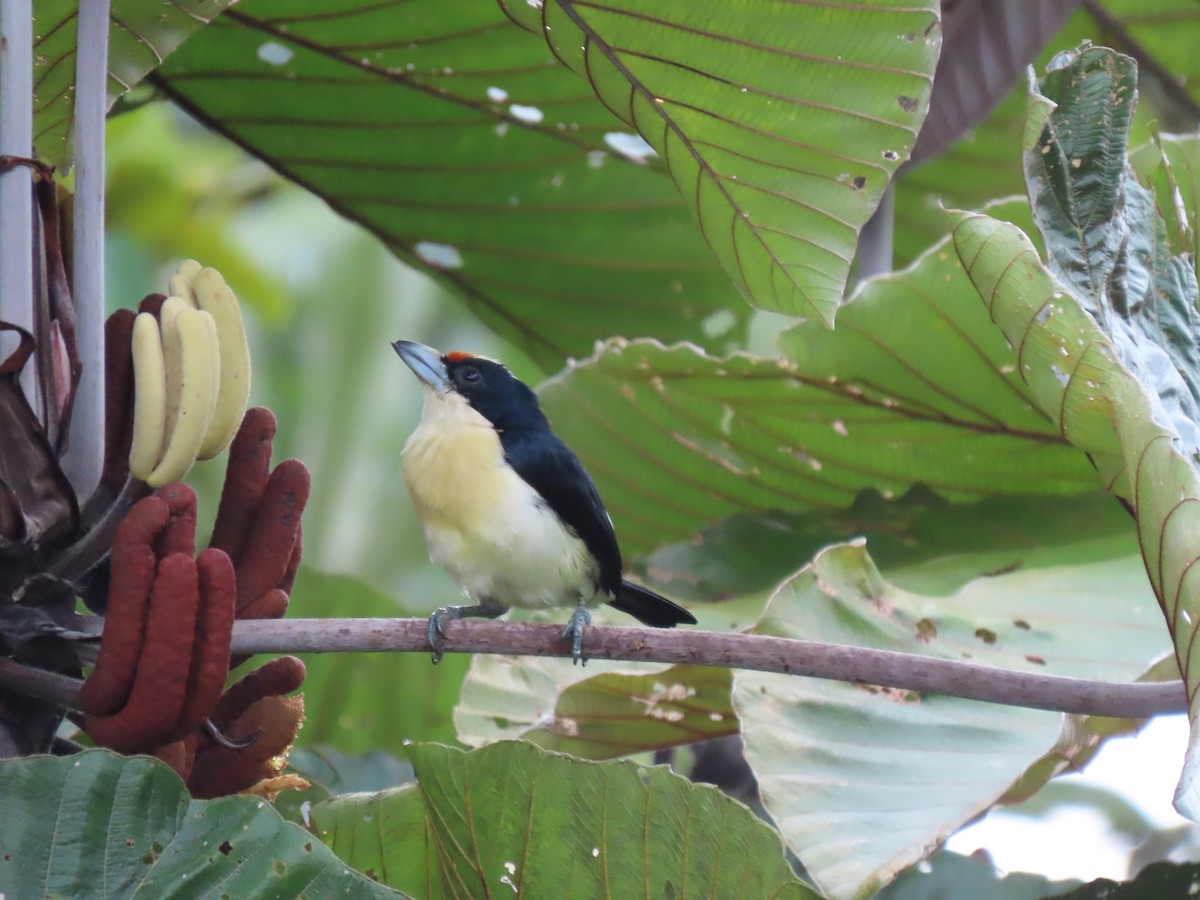 Orange-fronted Barbet - ML641499232