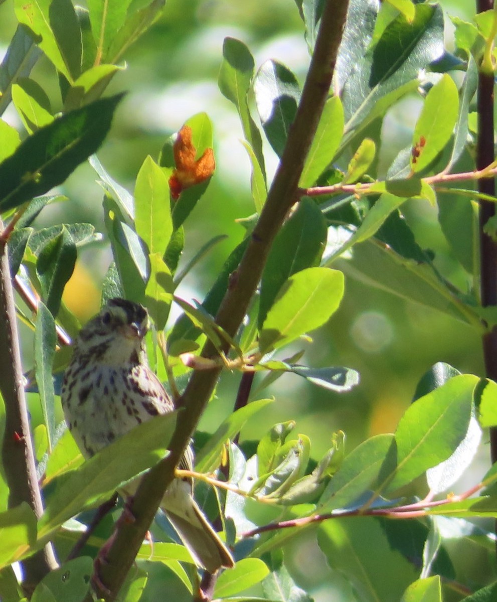 Savannah Sparrow - ML641499236