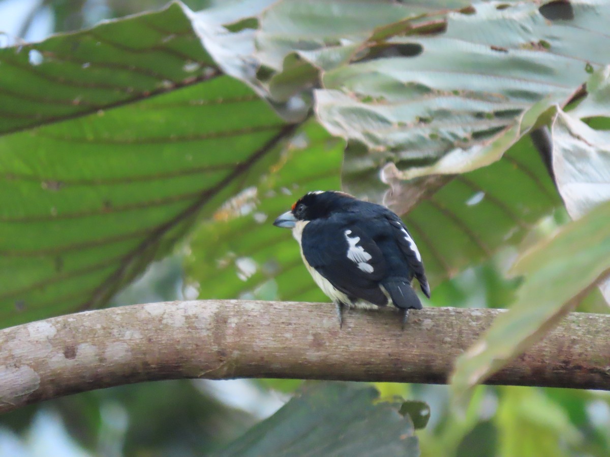 Orange-fronted Barbet - ML641499264