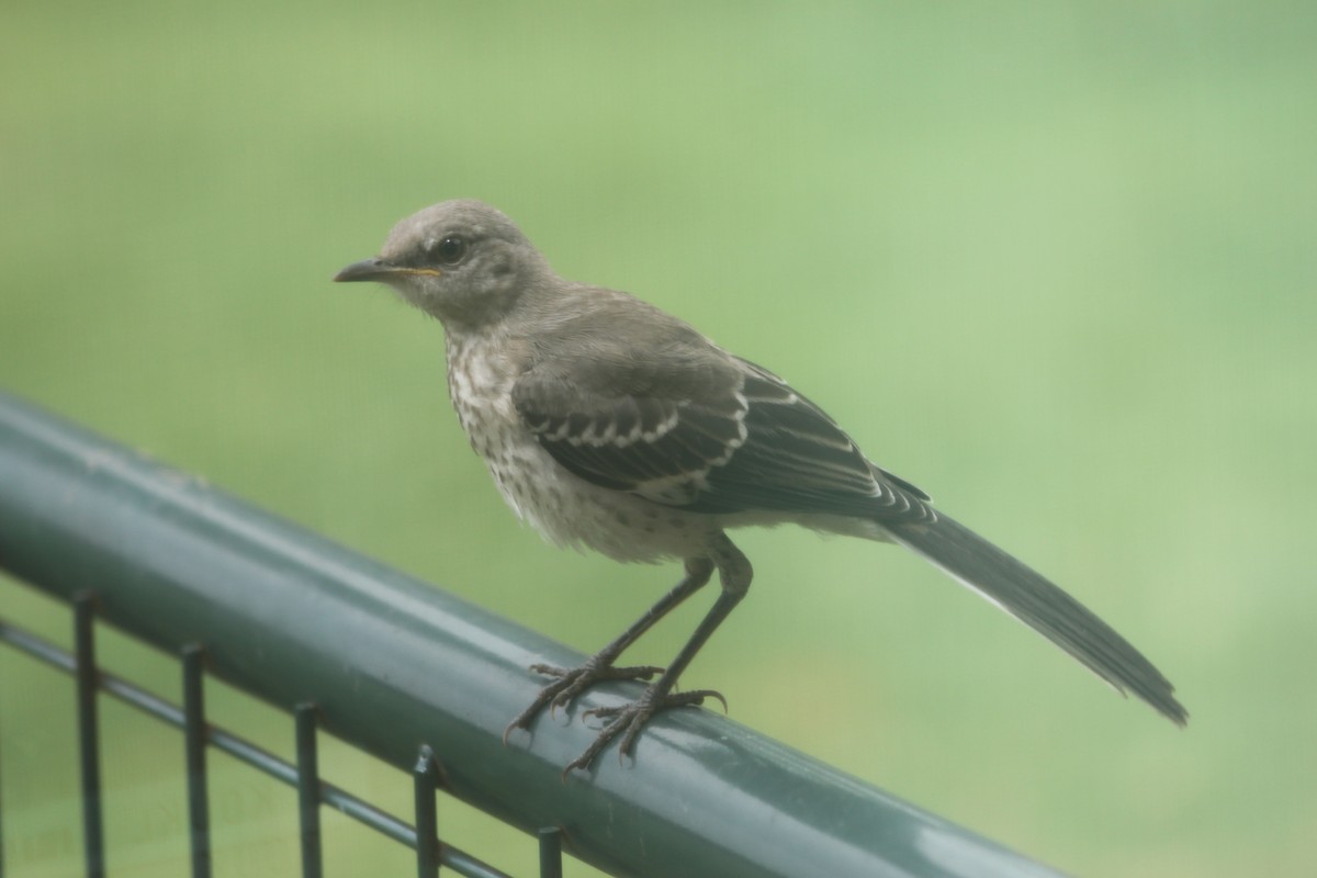 Northern Mockingbird - ML641499275