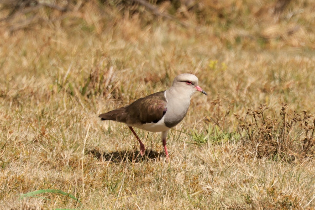 Avefría Andina - ML641499311