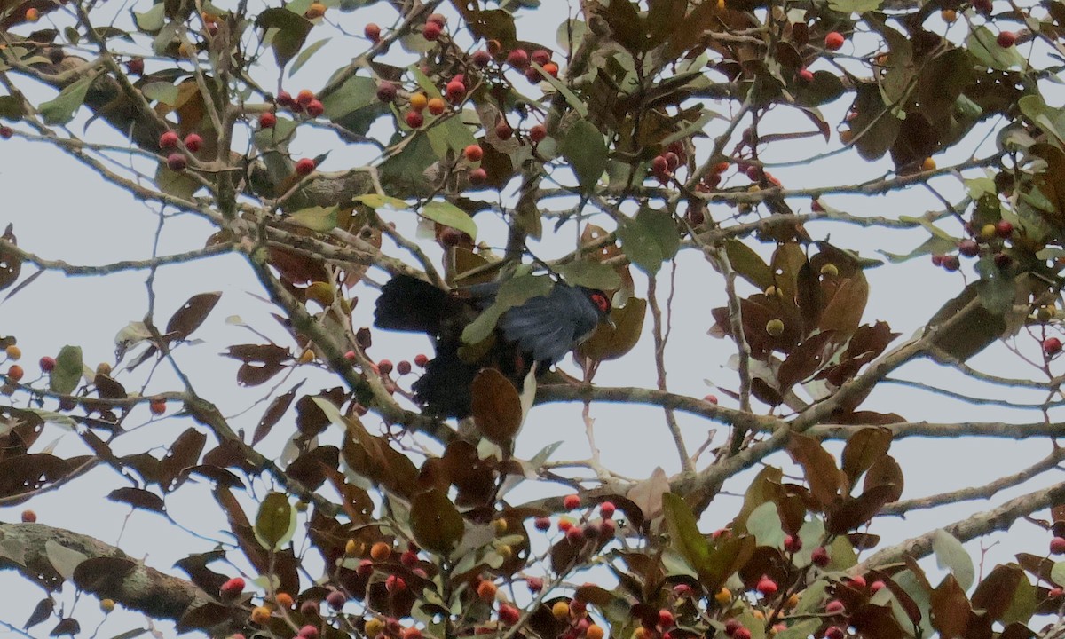 Madagascar Blue-Pigeon - ML641499340