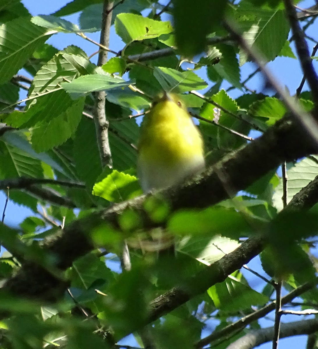 Sarı Gerdanlı Vireo - ML641499356