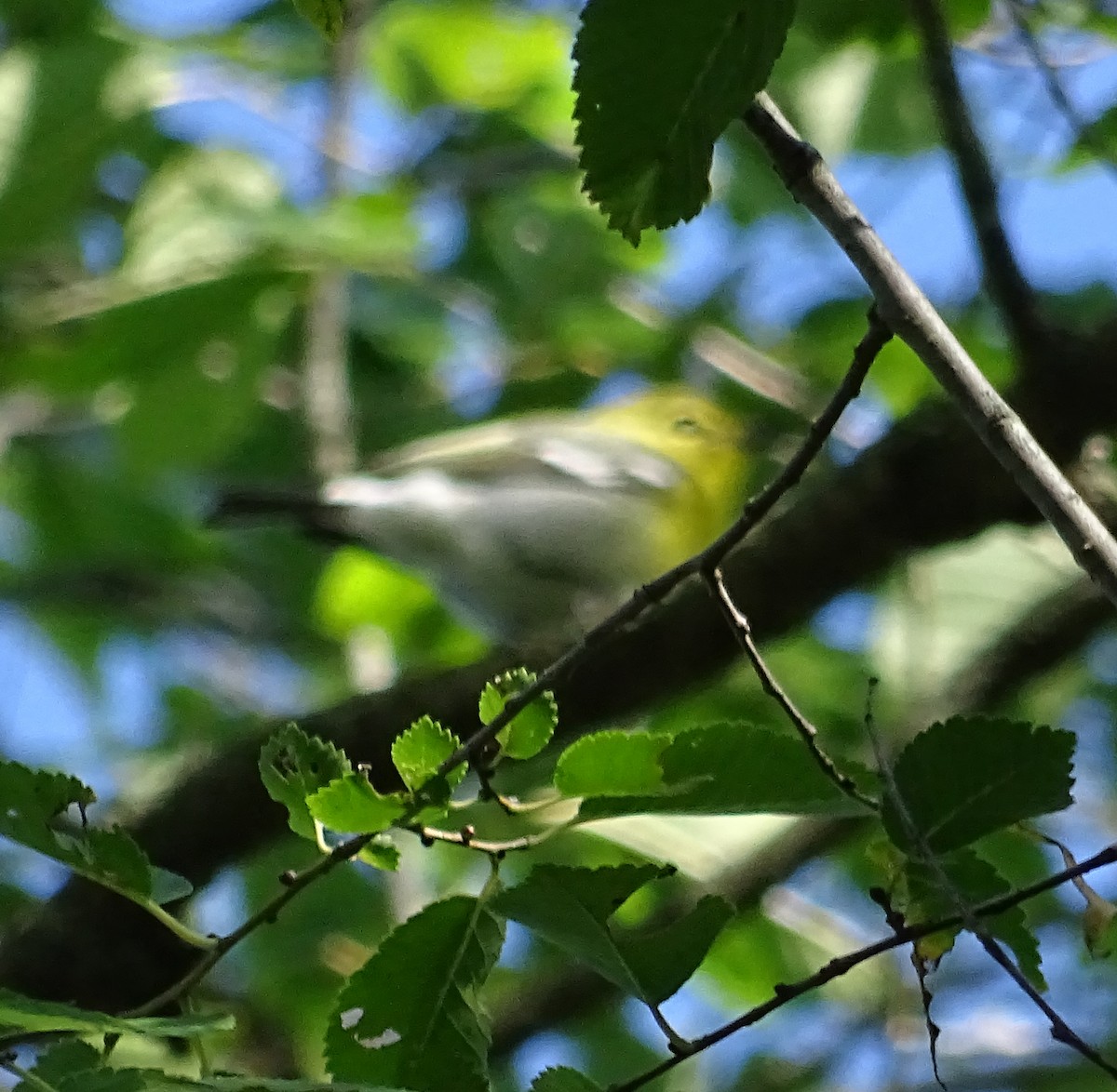 Sarı Gerdanlı Vireo - ML641499357
