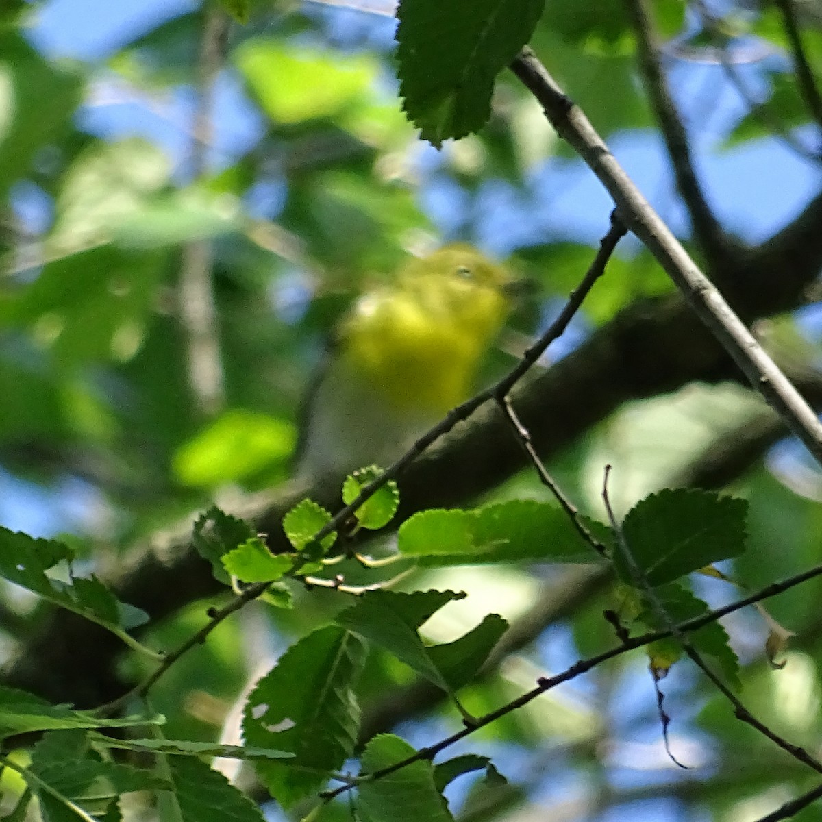 Sarı Gerdanlı Vireo - ML641499358
